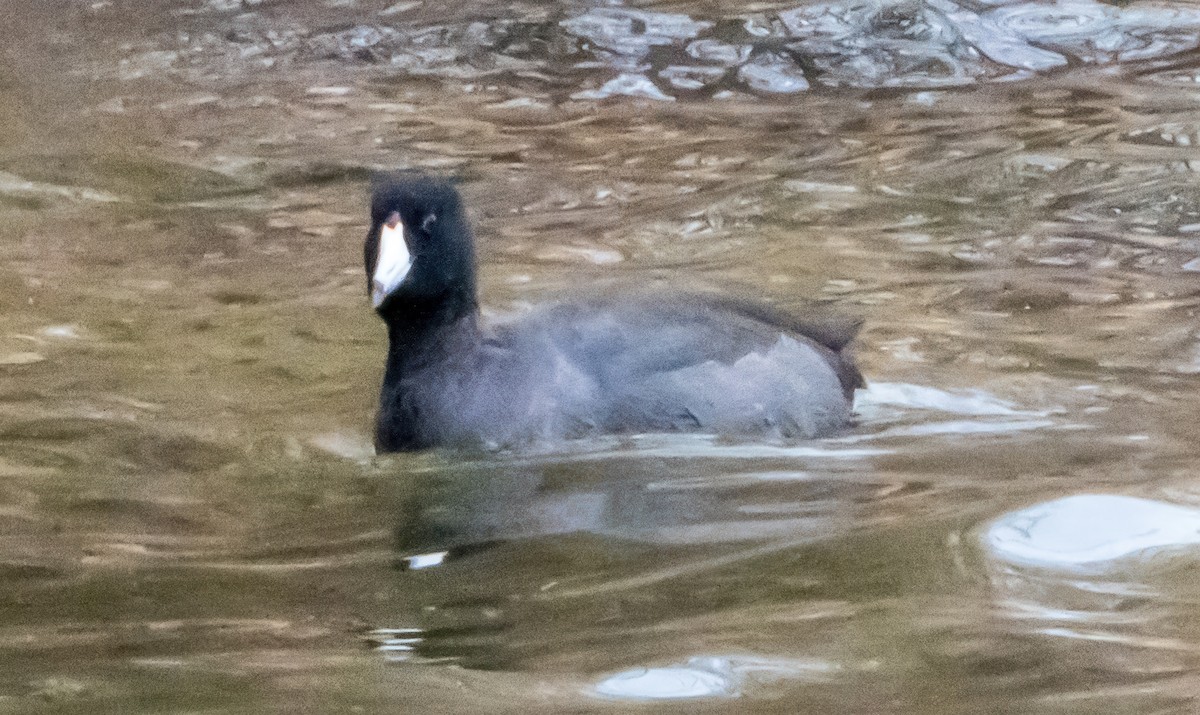 Лиска американська - ML646721260