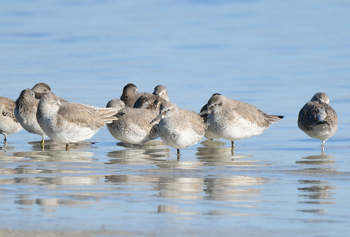 Txirri lodia - ML646721263