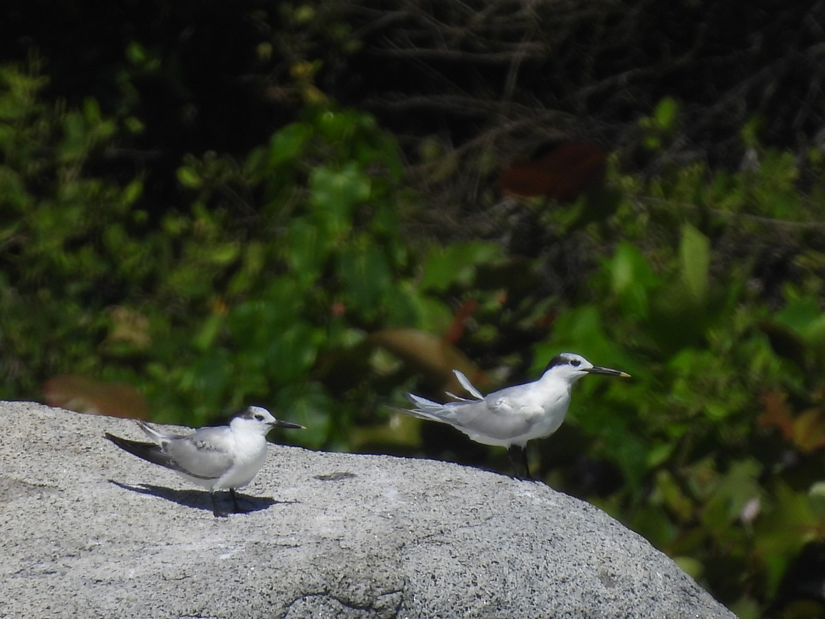 Txenada hankabeltza - ML646721266