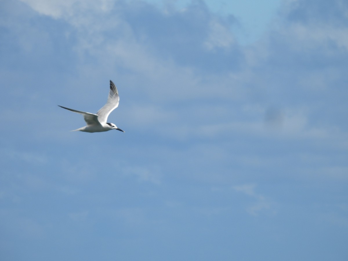 Txenada hankabeltza - ML646721267