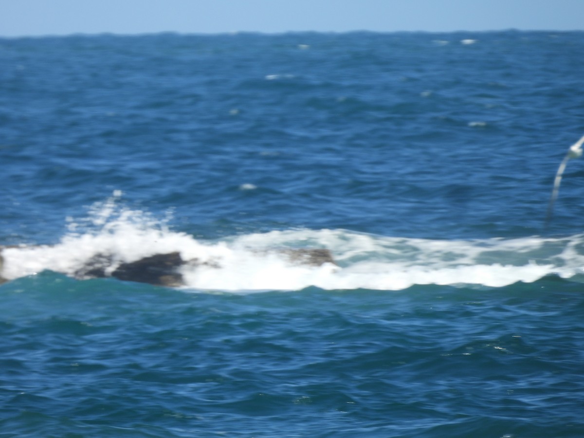 Txenada hankabeltza - ML646721268