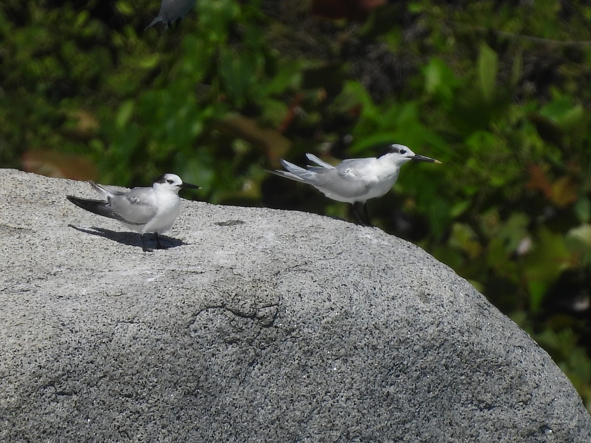 Txenada hankabeltza - ML646721269