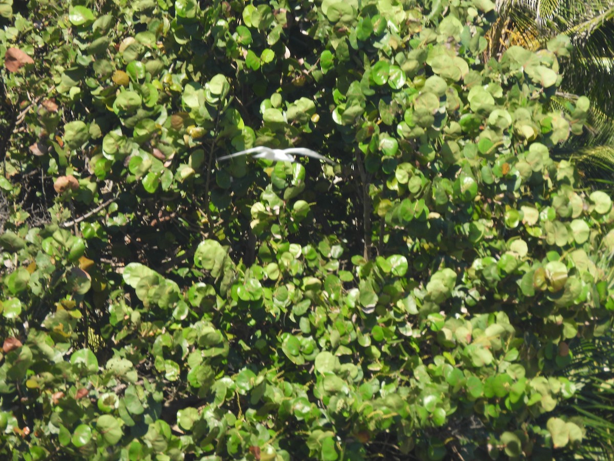 Txenada hankabeltza - ML646721270