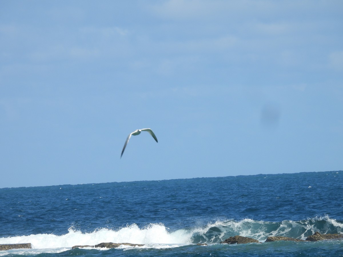 Txenada hankabeltza - ML646721271