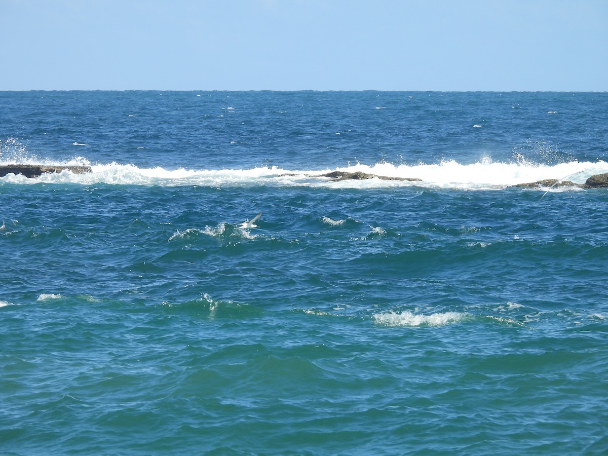 Txenada hankabeltza - ML646721272