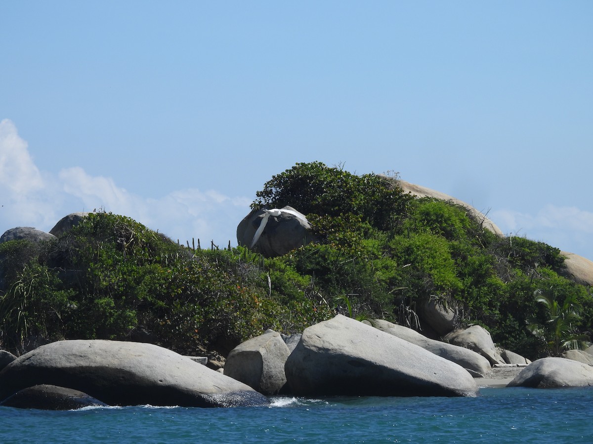 Txenada hankabeltza - ML646721273