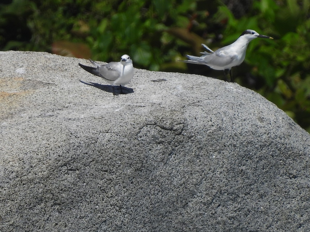 Txenada hankabeltza - ML646721274