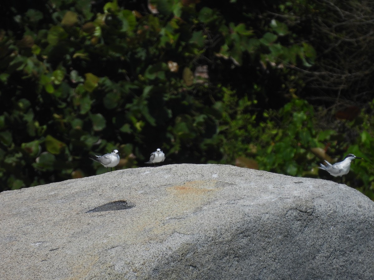 Txenada hankabeltza - ML646721275