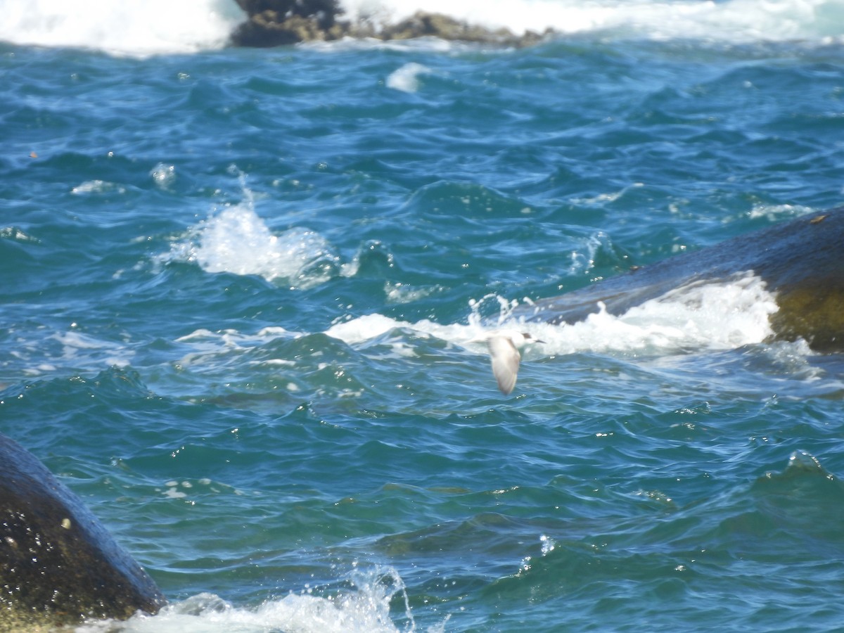 Txenada hankabeltza - ML646721276