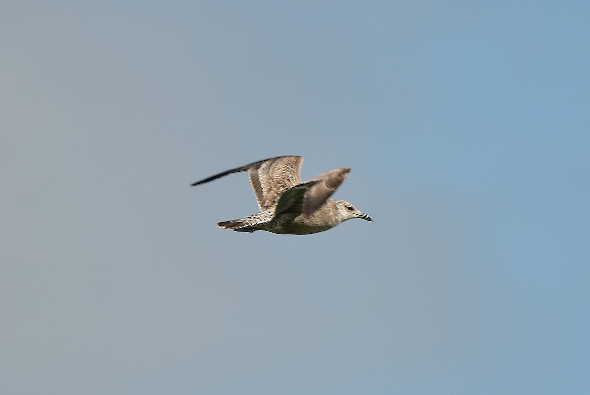 Kaio hauskara amerikarra - ML646721277