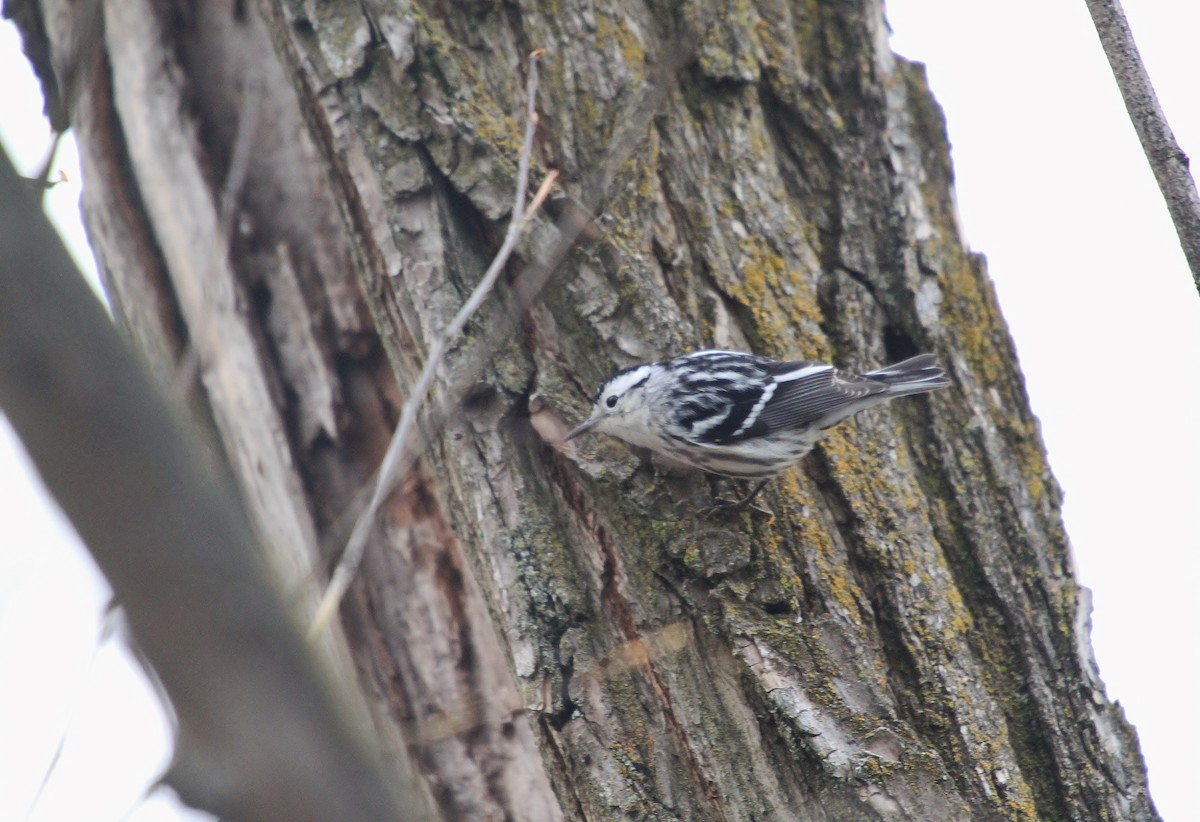 Black-and-white Warbler - ML646721279