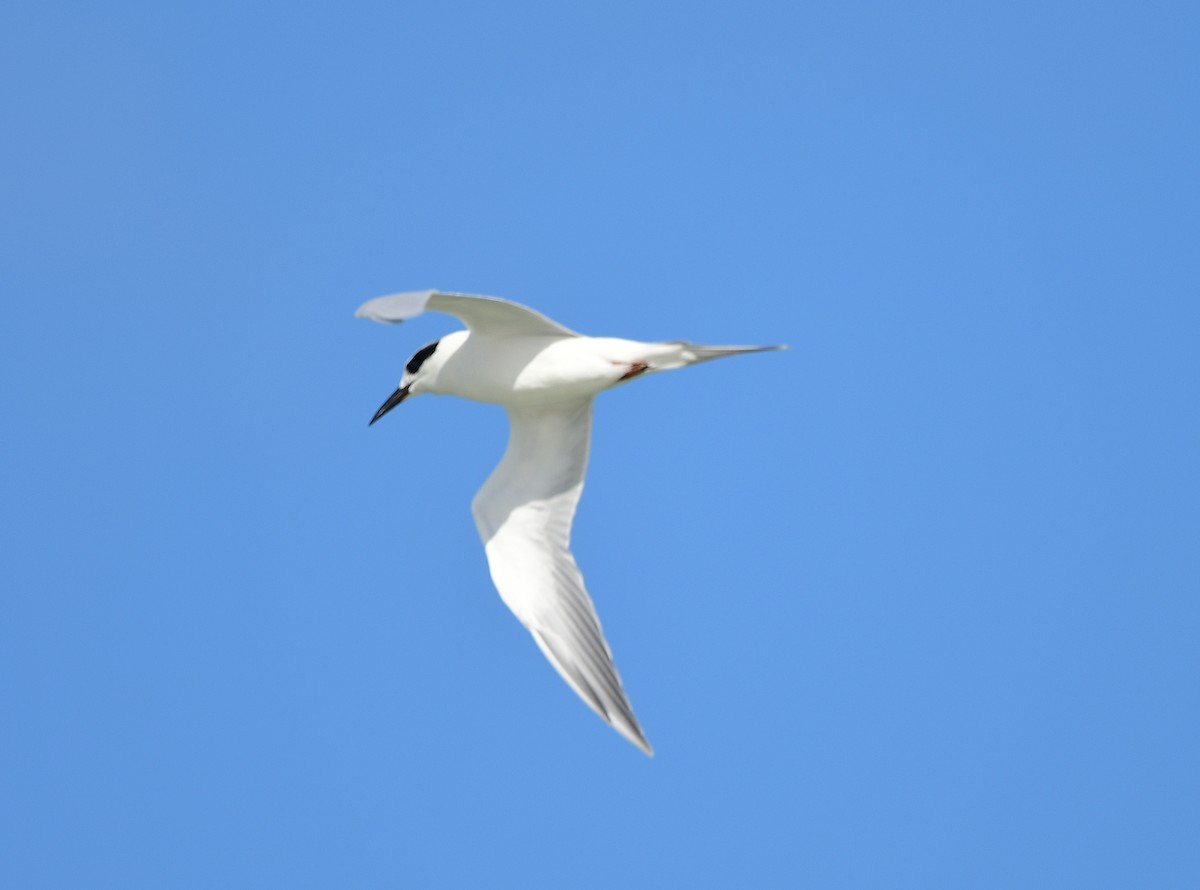 Forster txenada - ML646721280