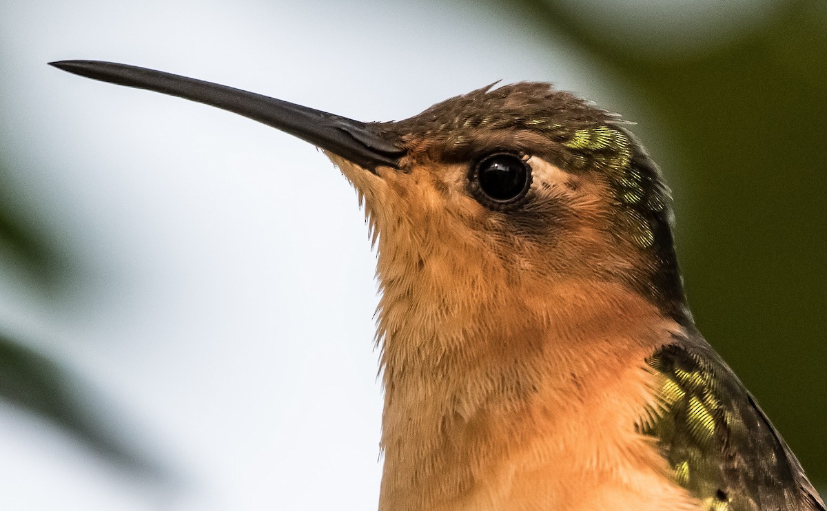 Rufous Sabrewing - ML646721290