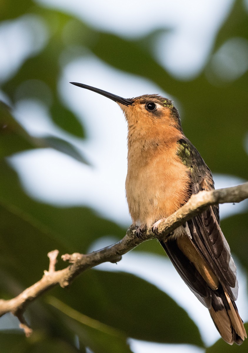 Rufous Sabrewing - ML646721291