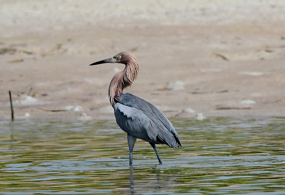 Reddish Egret - ML646721296