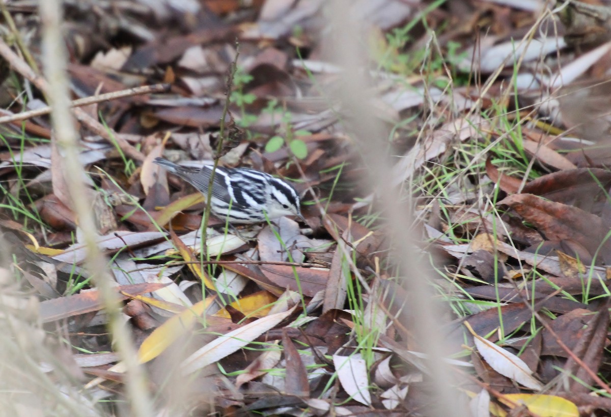 Black-and-white Warbler - ML646721297
