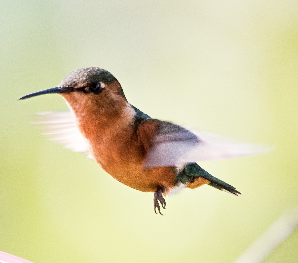 Sparkling-tailed Hummingbird - ML646721298