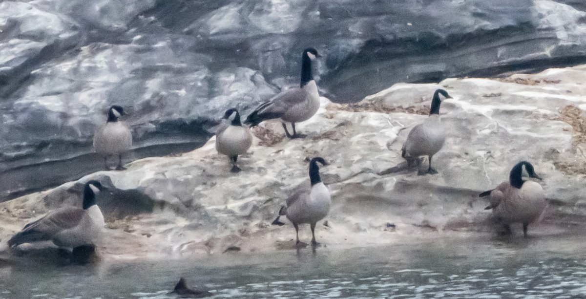berneška malá (ssp. hutchinsii) - ML646721299