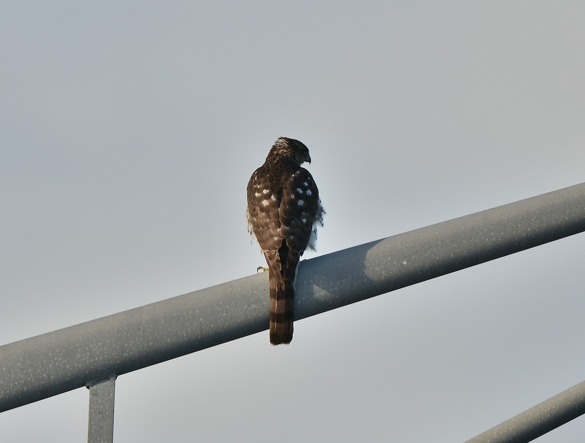 Cooper's Hawk - ML646721306