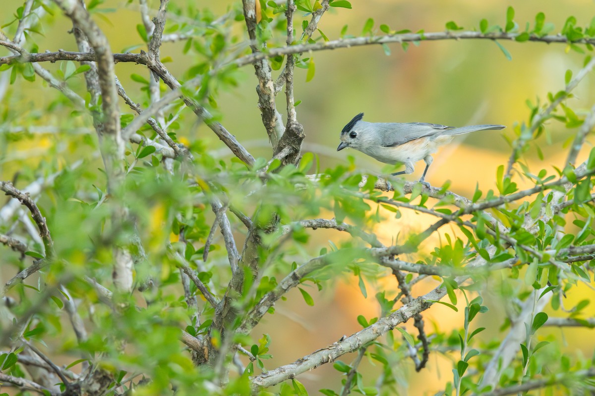 sýkora černochocholatá - ML646721313