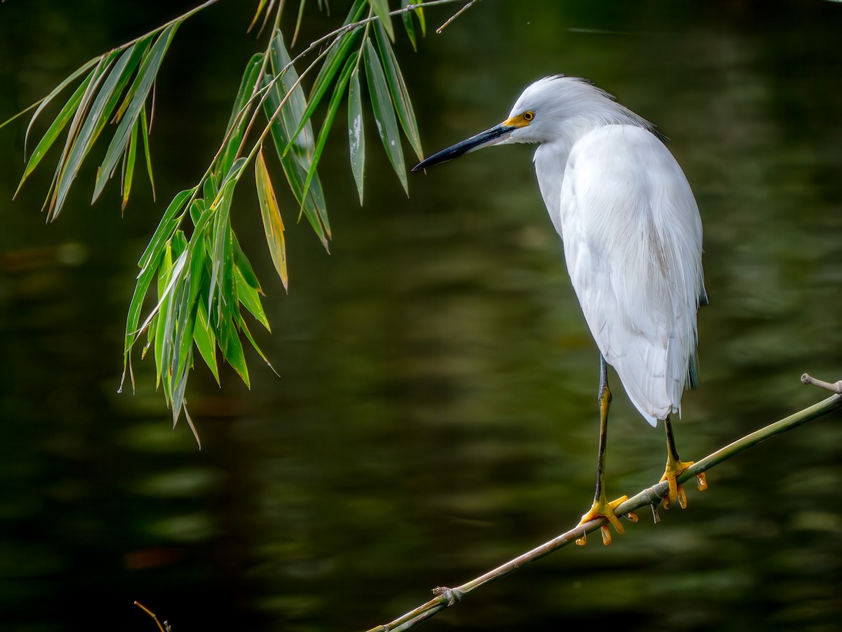 Aigrette neigeuse - ML646721316