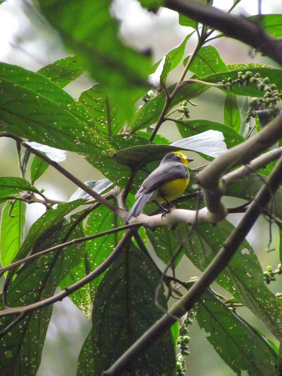 Golden-fronted Redstart - ML646721317