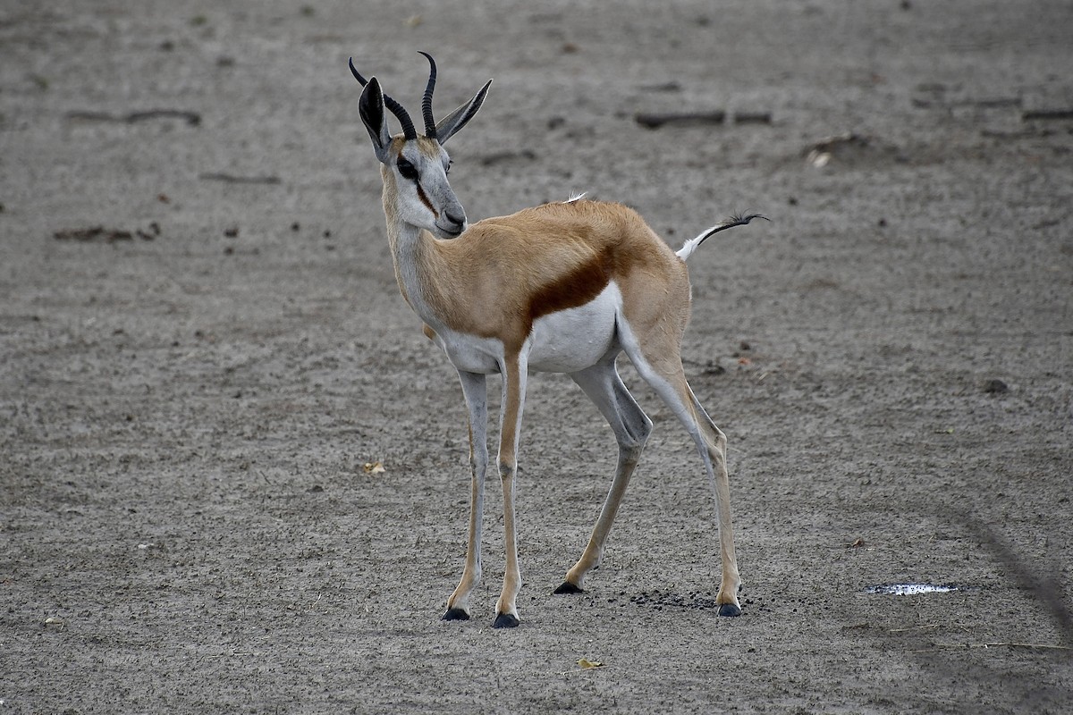 Springbok - ML646721326