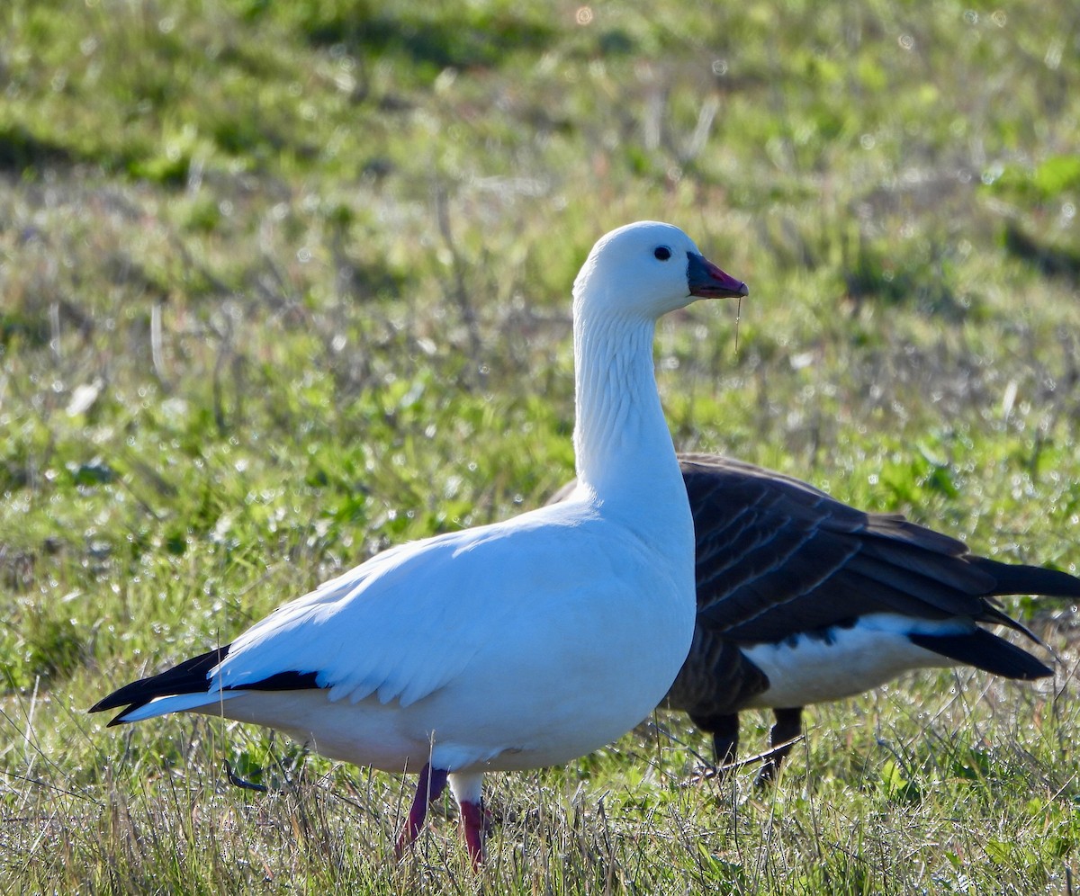 Гуска Роса - ML646721328