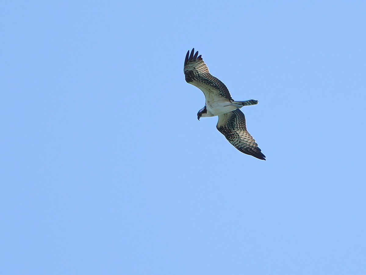 orlovec říční - ML646721331