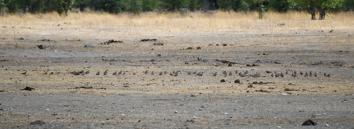 Namaqua ganga - ML646721336