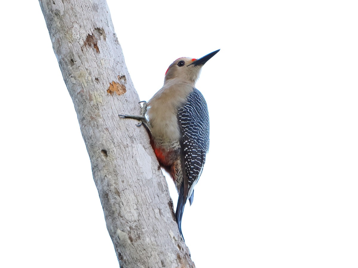 datel zlatočelý - ML646721338