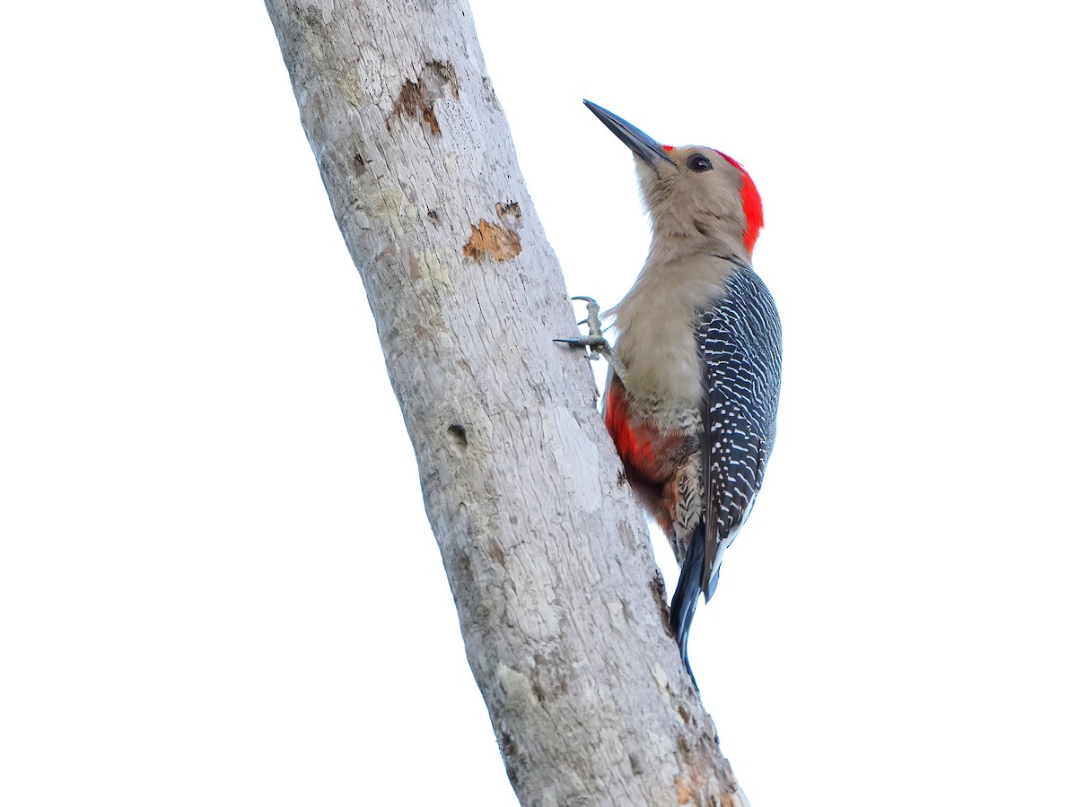 datel zlatočelý - ML646721339