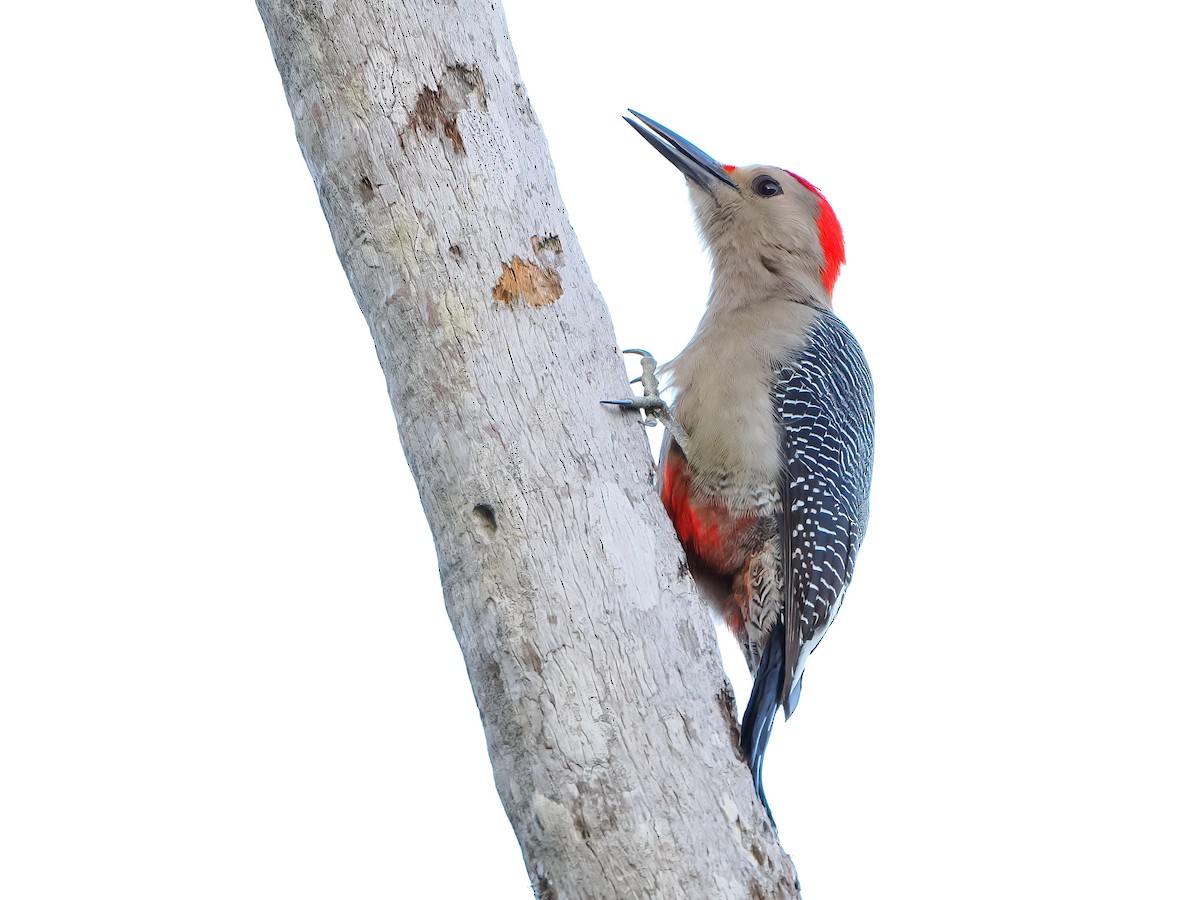 datel zlatočelý - ML646721340