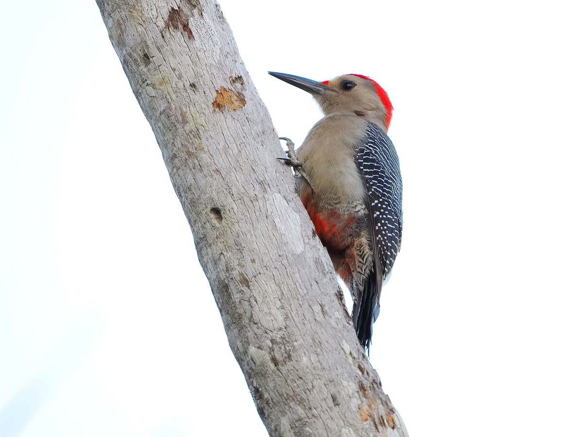 datel zlatočelý - ML646721341