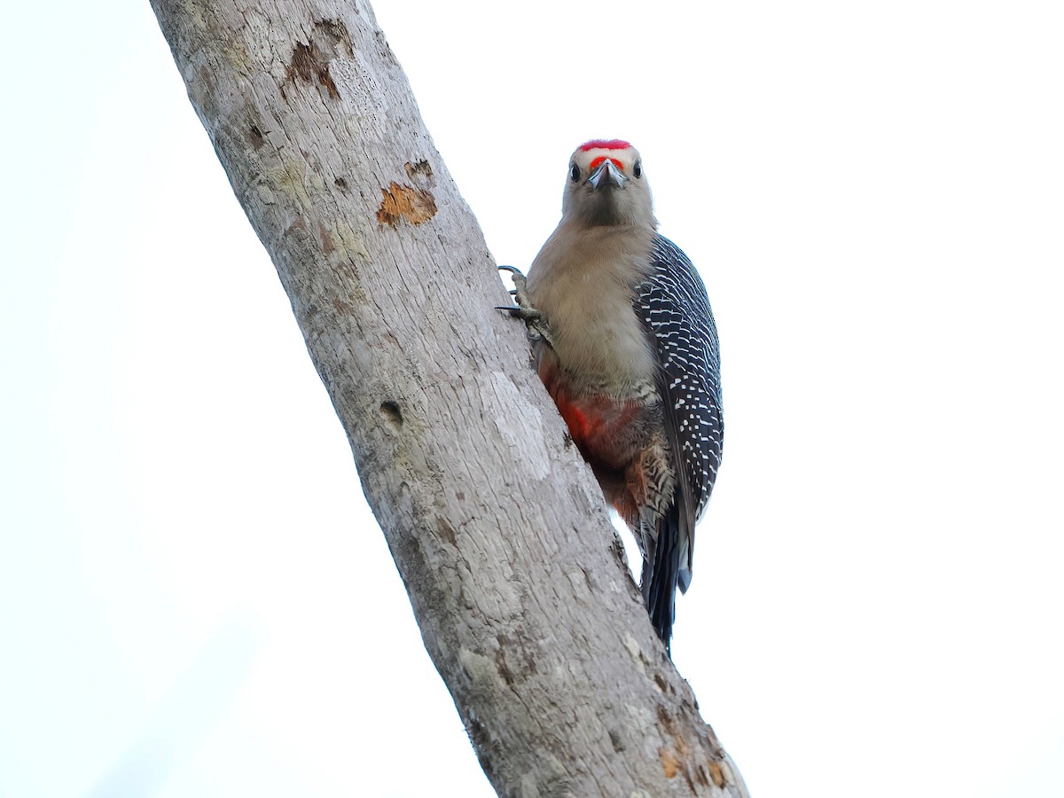 datel zlatočelý - ML646721342