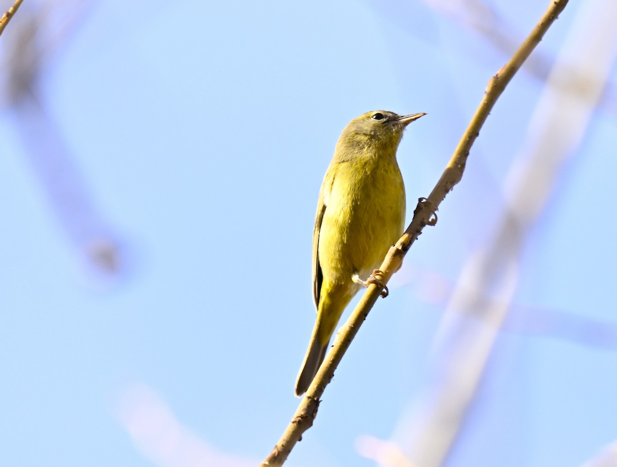 Orange-crowned Warbler - ML646721343
