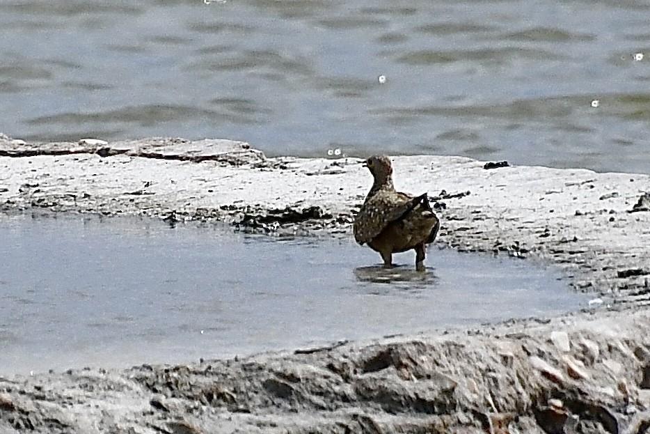 Burchell ganga - ML646721344