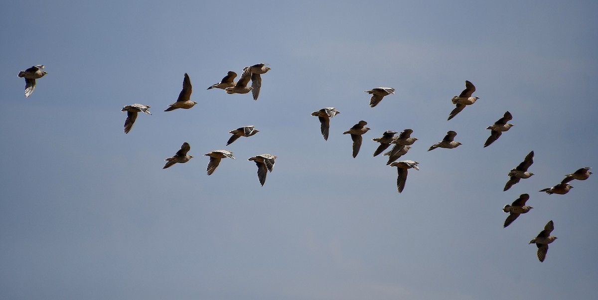 Burchell ganga - ML646721345