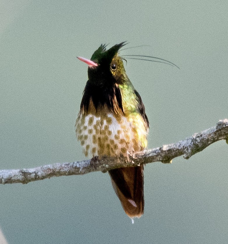 Black-crested Coquette - ML646721346