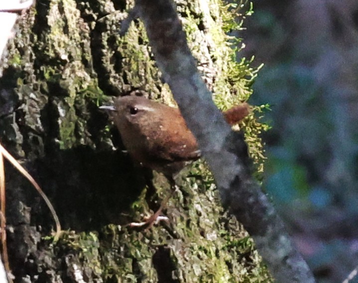 vintersmett - ML646721348