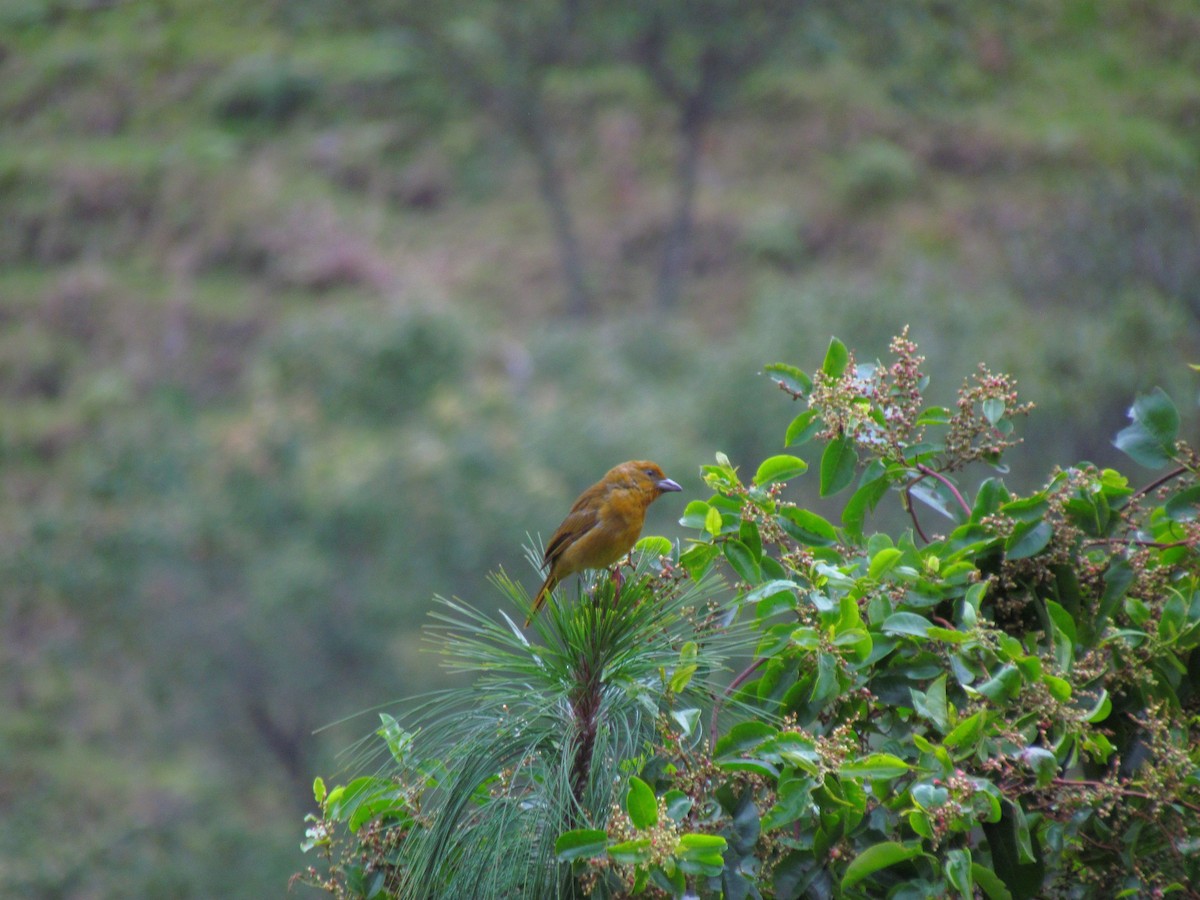 Hepatic Tanager - ML646721349