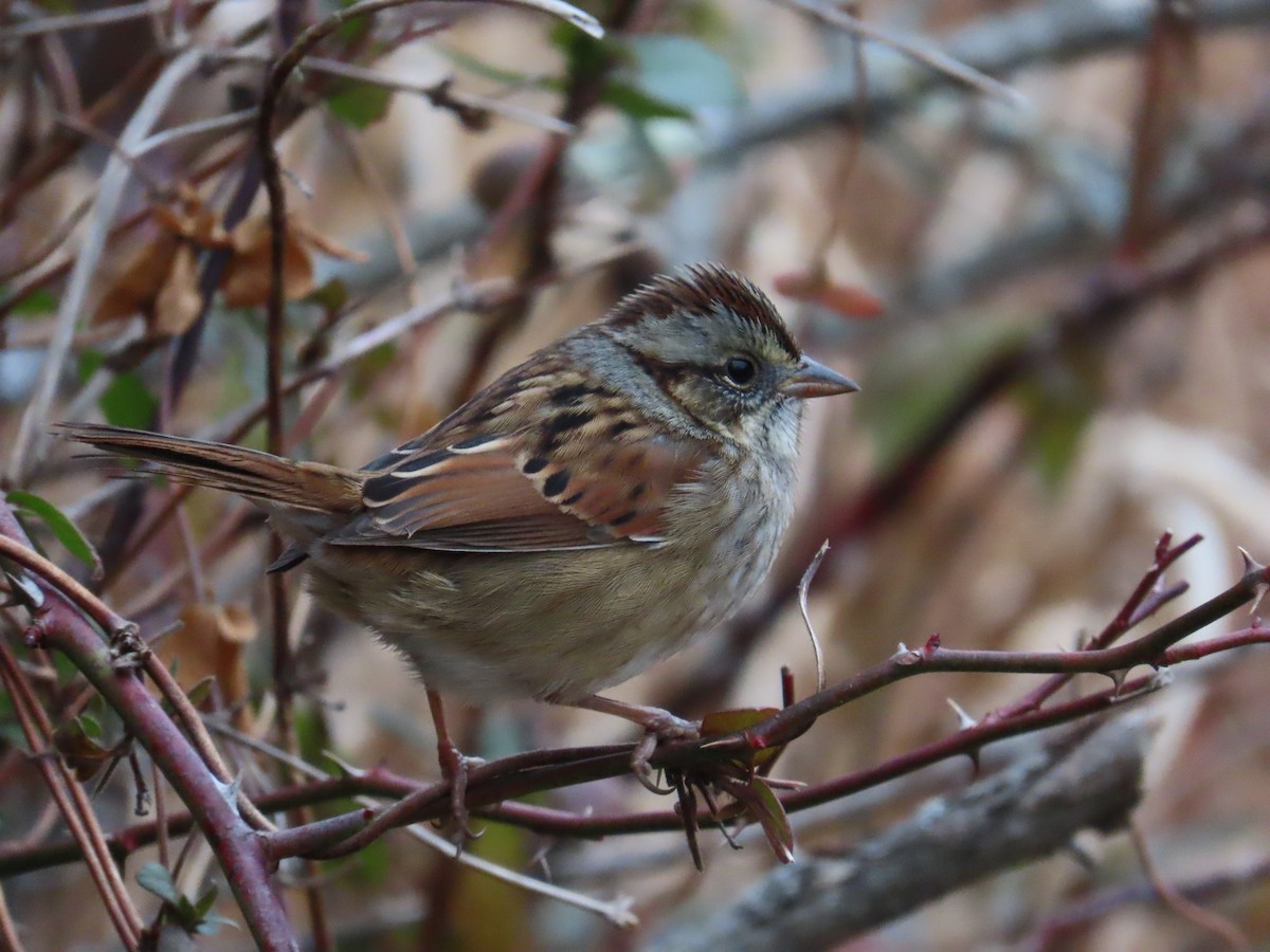 Swamp Sparrow - ML646721355