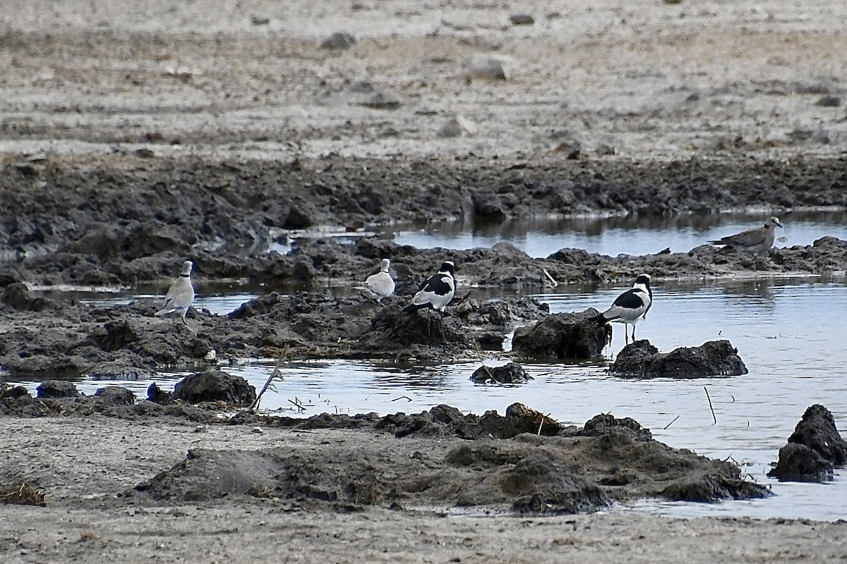 Hegabera pintoa - ML646721369