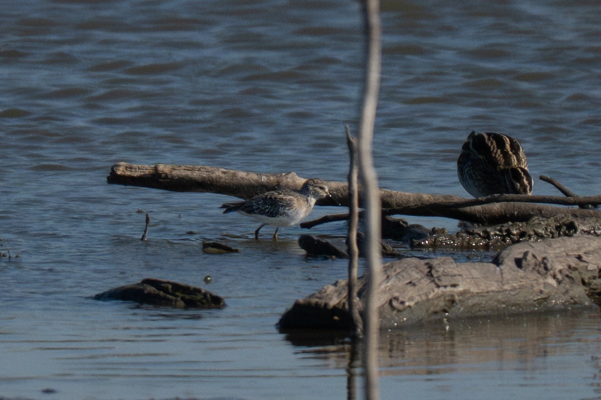 Побережник-крихітка - ML646721370
