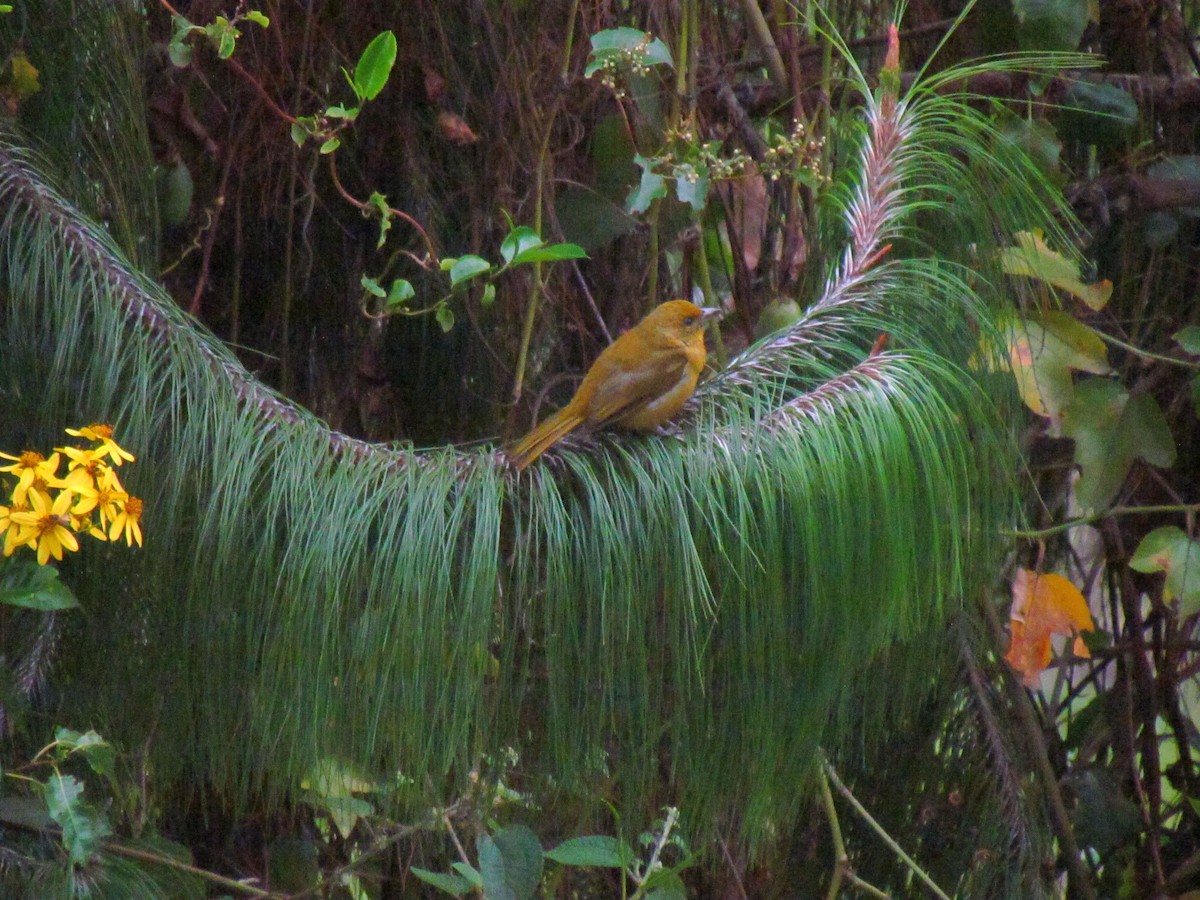 Hepatic Tanager - ML646721372