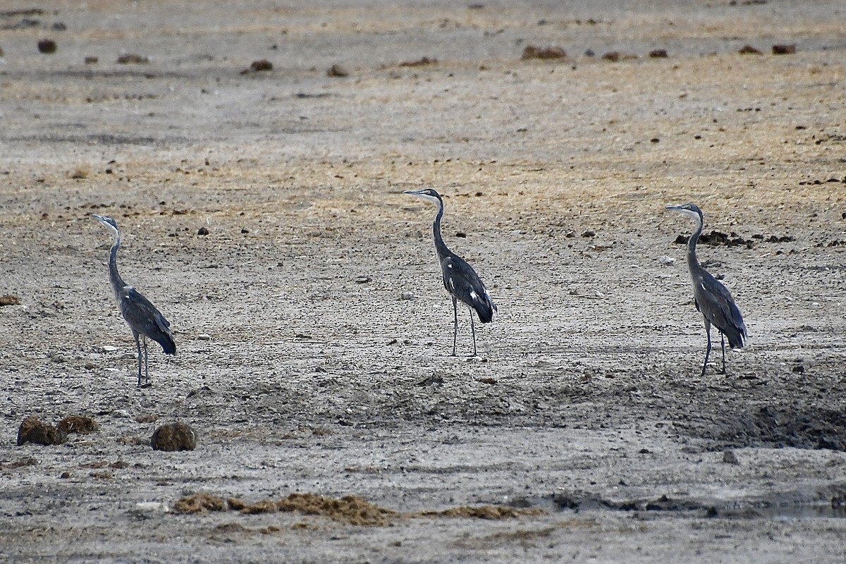 Koartza burubeltza - ML646721375