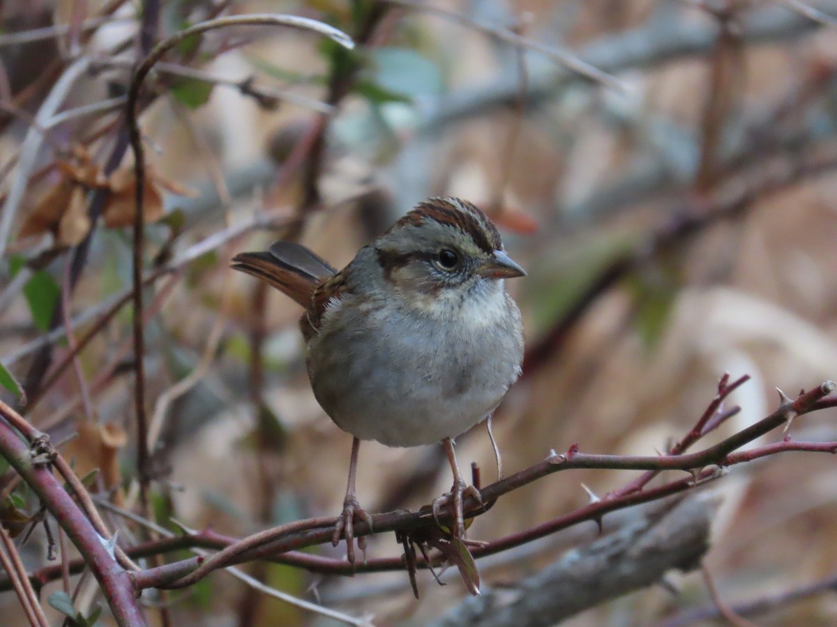 Swamp Sparrow - ML646721376