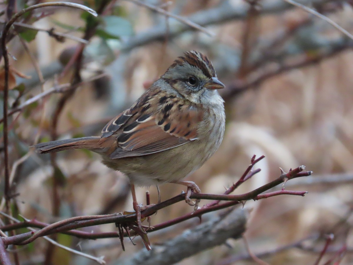Swamp Sparrow - ML646721377