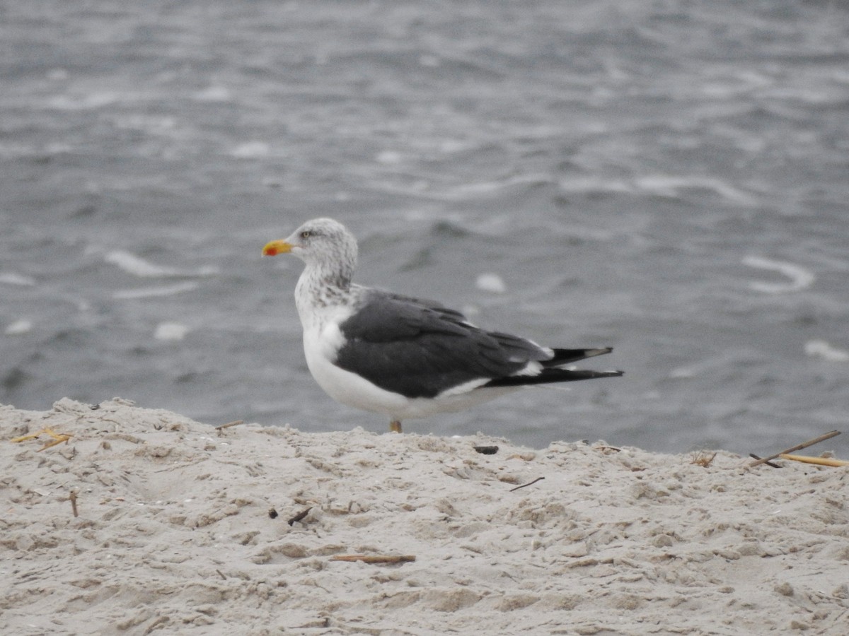 Zafferano - ML646721378