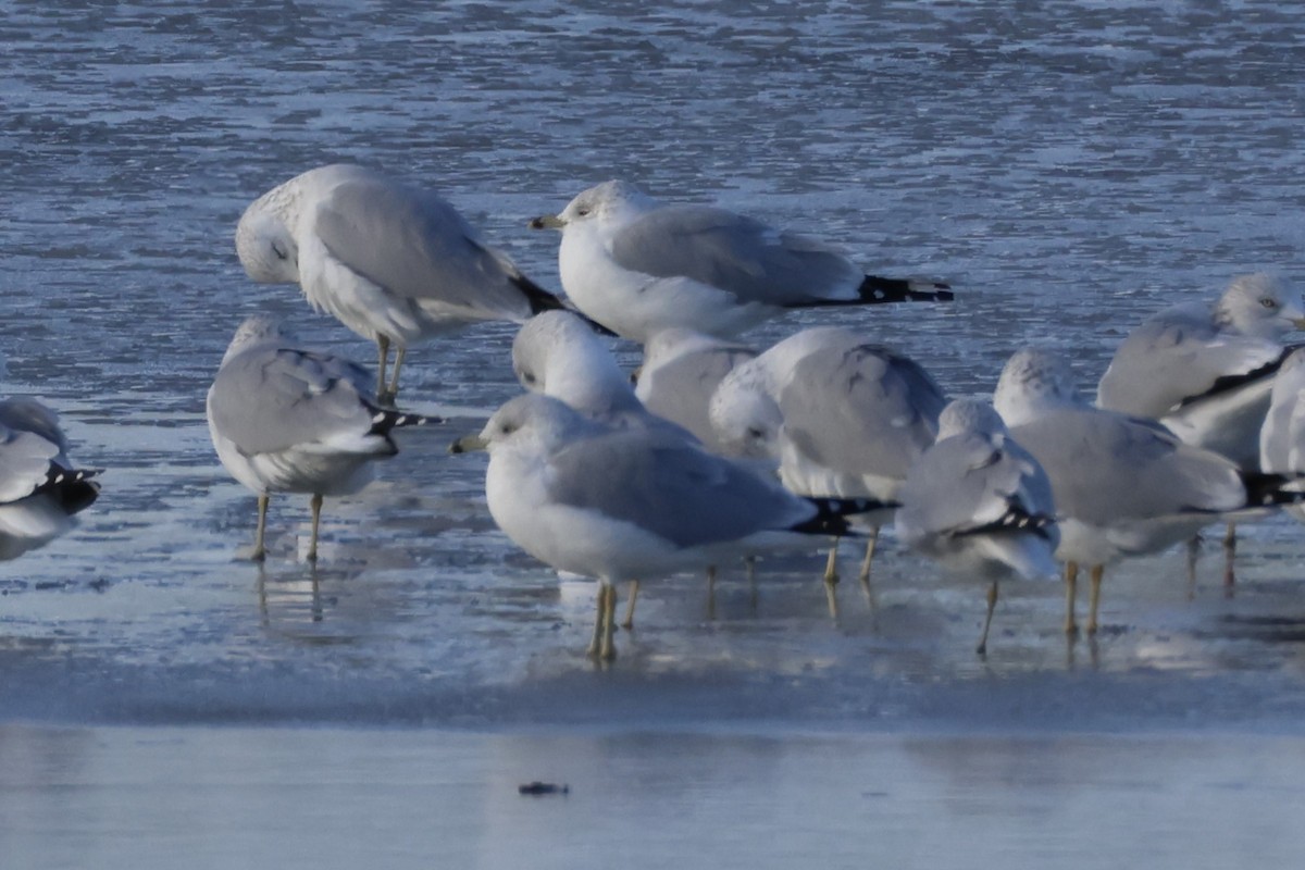 Ringschnabelmöwe - ML646721379